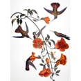 thumbnail image 2 of Art.com Audubon: Hummingbird Giclee Print by John James Audubon, 24" x 32", 2 of 4