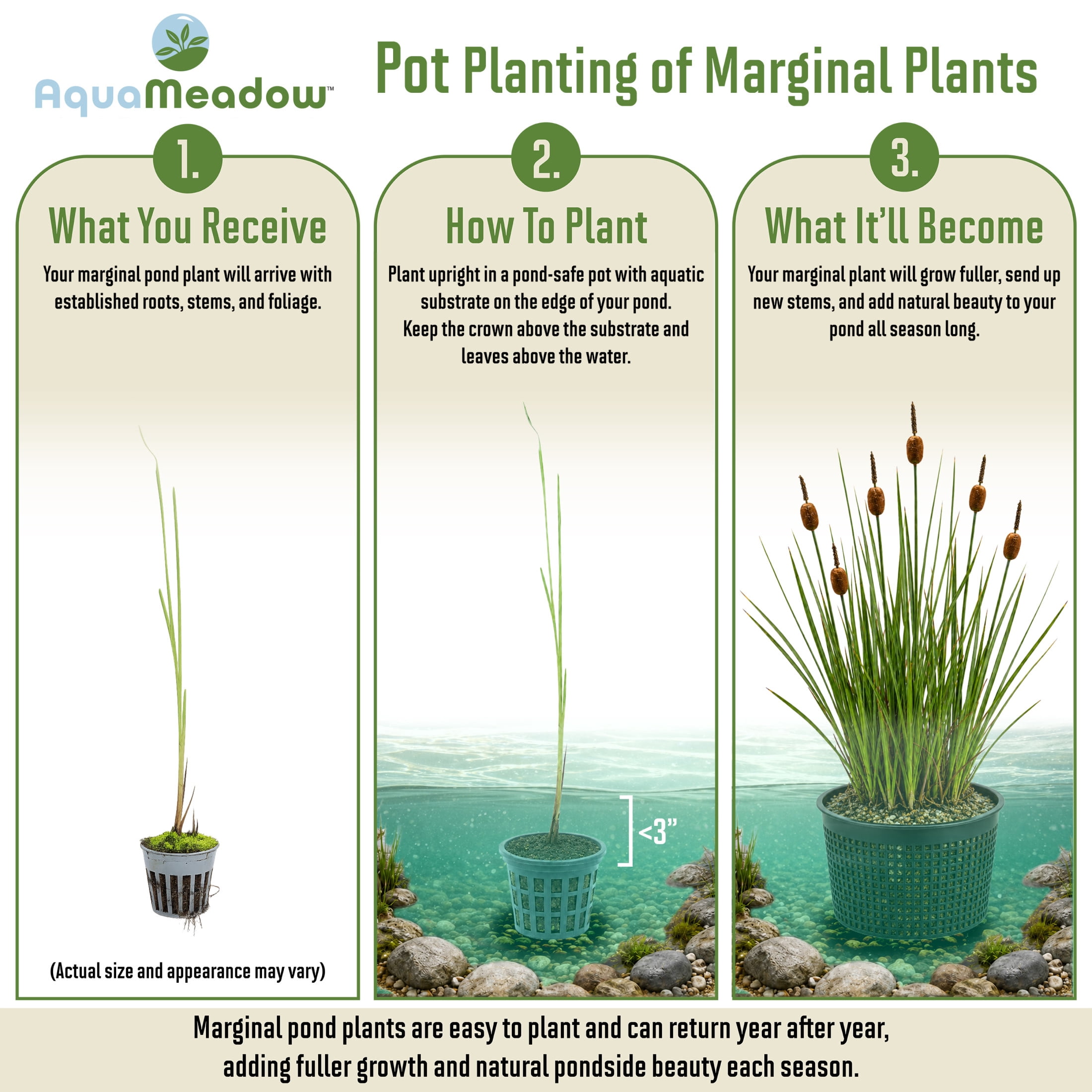 AquaMeadow Dwarf Cattail Potted 3pk