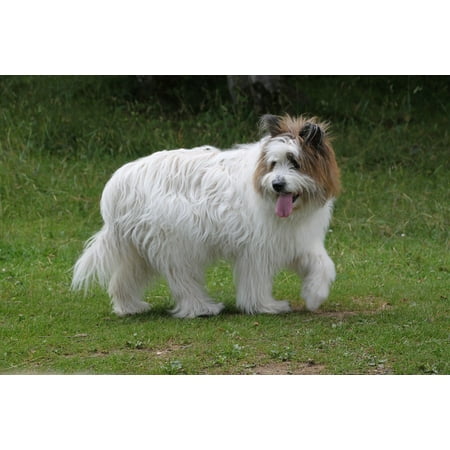 Laminated Poster Dog Breed Dog German Longhaired Pointer Race