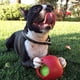 thumbnail image 3 of Pelota teaser Jolly Pets de Pet Toy, pequeña, 11 cm, color rojo, 3 of 7