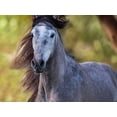 thumbnail image 2 of Sturgeon, Ozana 32x25 White Modern Wood Framed Museum Art Print Titled - Horse in the Field I, 2 of 4