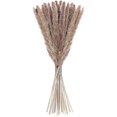 thumbnail image 1 of 15 Panpas Reeds, 60 Cm Panpas Reed Flower Vase 15pcs Dry Pampas Reed Flower Bottle Decoration, 1 of 4