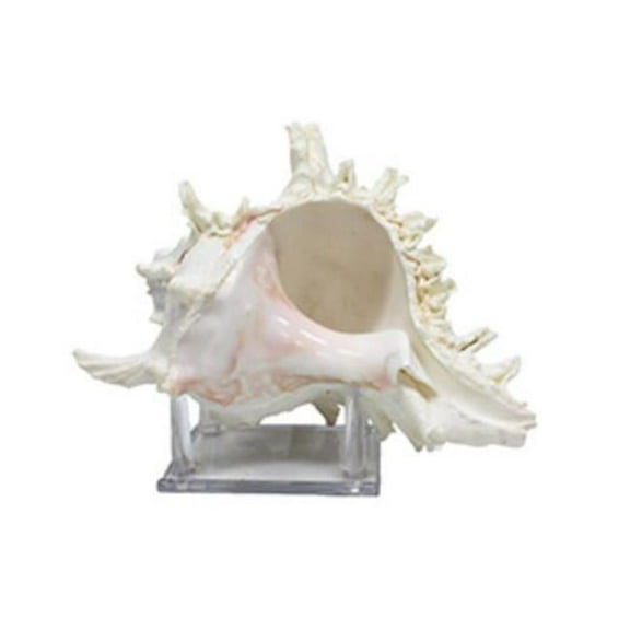U.S. Shell 08021 Murex Ramosus with Stand