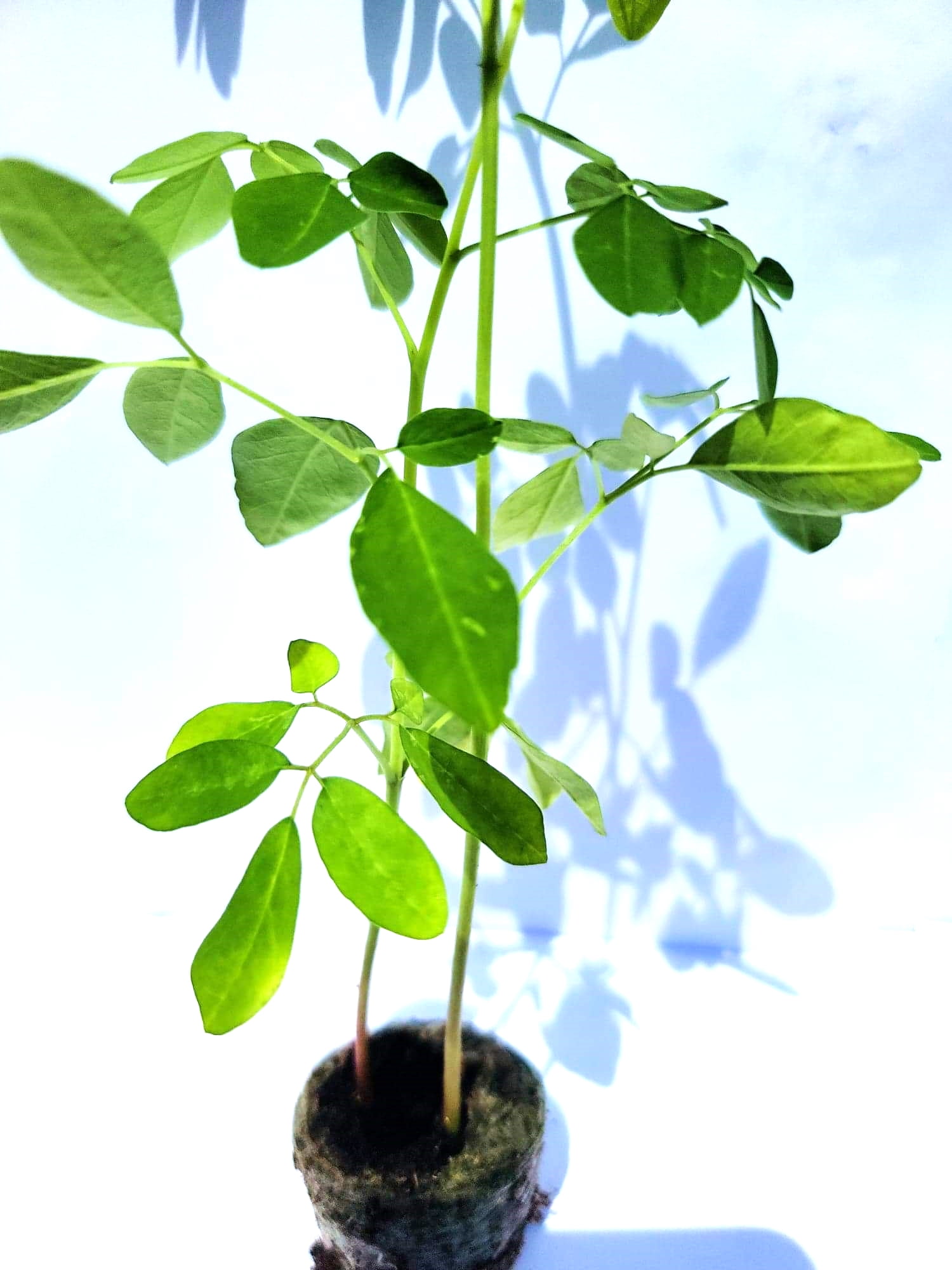 Moringa Plant 1 Live Moringa Seedling Organic Partial to Full Sun