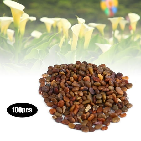 Yosoo 100pcs Colorful Calla Lily Flower Seeds Potted Plant Bonsai Home Garden Yard Decoration Mixed Color
