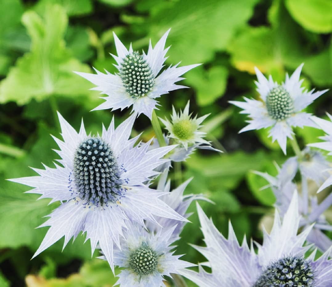 Alpine Sea Holly Seeds 50 Pack Exotic Garden Plant Seeds