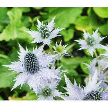 Alpine Sea Holly Seeds - 50 Pack - Exotic Garden Plant Seeds