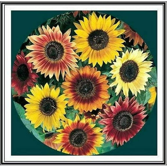 50  Sunflower Seeds Mix - Crazy Mix - 15  Varieties, Easy and Fun to Grow
