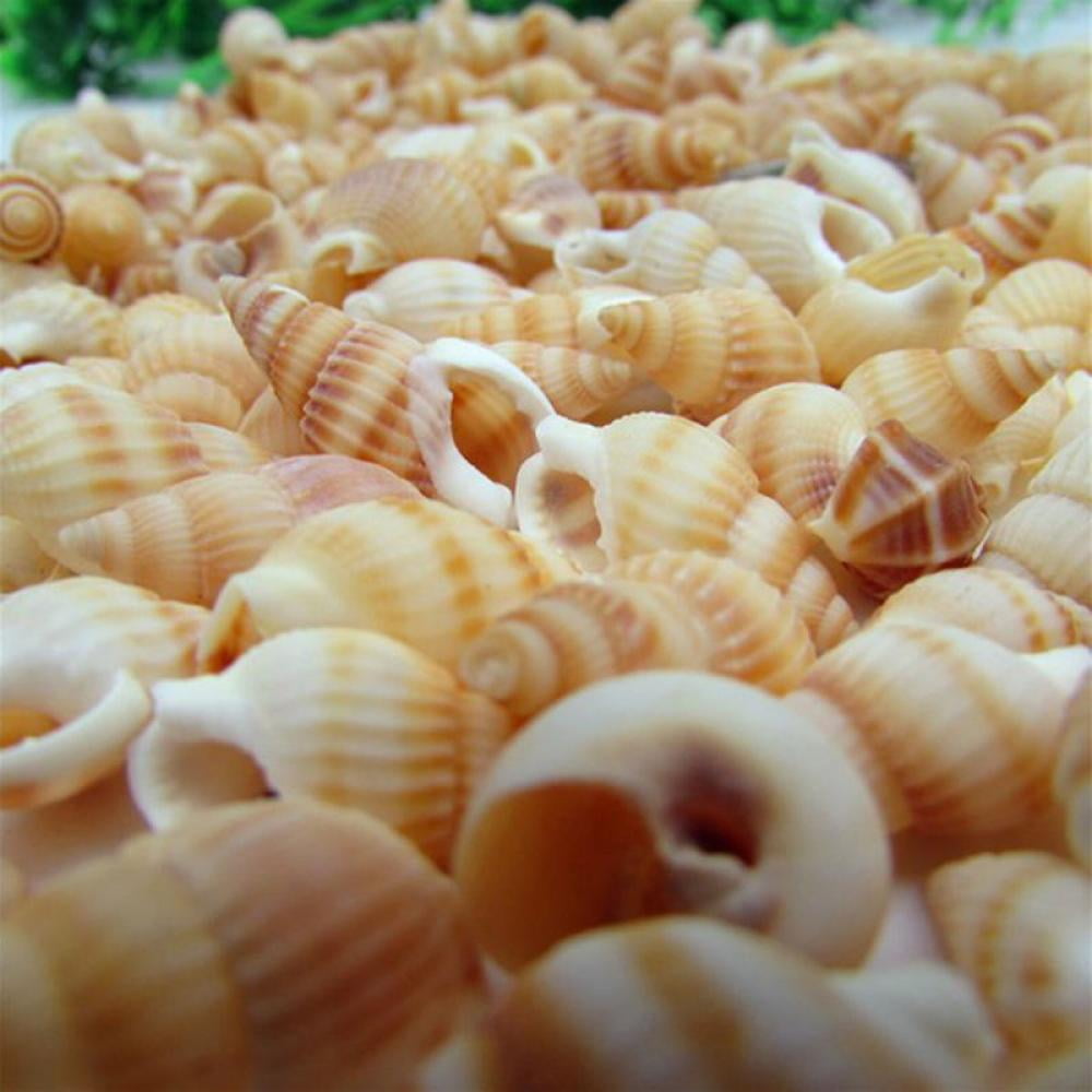 Horse Conch Spiral Shells Seashells Collectibles Aquarium Fish Tank Decor 