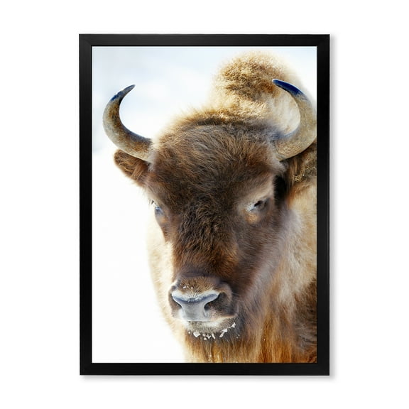 Designart 'Close UP Of Wild Bison' Farmhouse Framed Art Print