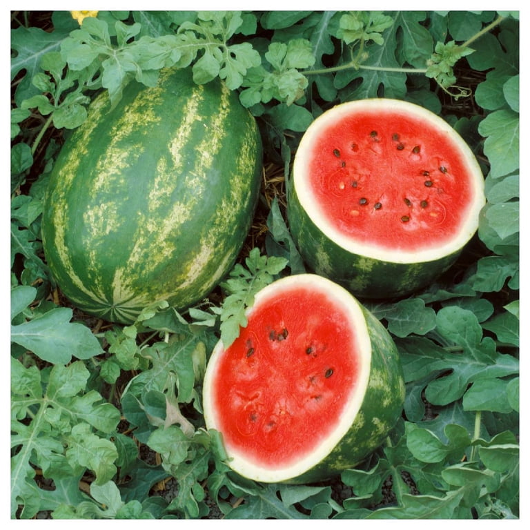 1/4 Lb Crimson Sweet Watermelon Seeds - Everwilde Farms Mylar Seed Packet
