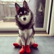 thumbnail image 2 of 4 piezas de zapatos de lluvia para perros y mascotas, de silicona, antideslizantes, impermeables, transpirables, suministros para días lluviosos para perros pequeños, medianos y grandes, gatos, 2 of 5