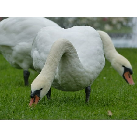 Canvas Print Animal World Bird Spring Water Bird Swan Weis Stretched Canvas 10 x (Best Spring Water In The World)