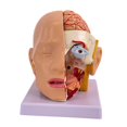 thumbnail image 1 of Modelo anatómico de cabeza humana, herramienta de visualización de educación científica con código, modelo de cerebro para investigación, aprendizaje, 1 of 8