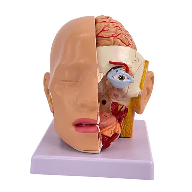 Modelo anatómico de cabeza humana, herramienta de visualización de educación científica con código, modelo de cerebro para investigación, aprendizaje