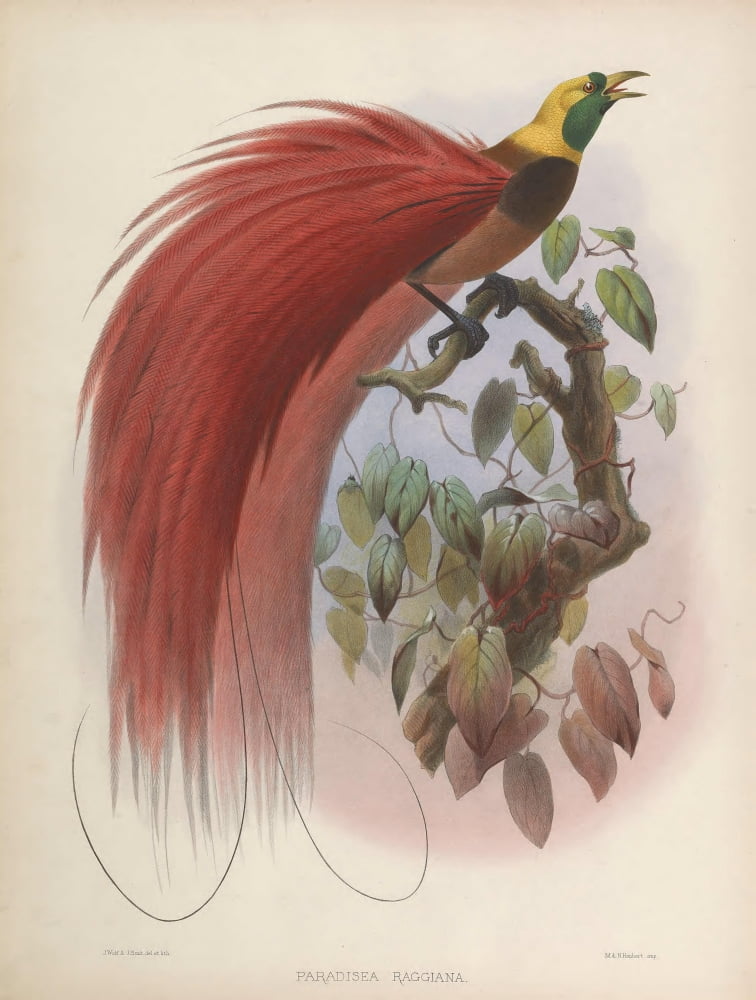 Birds Of Paradise 1