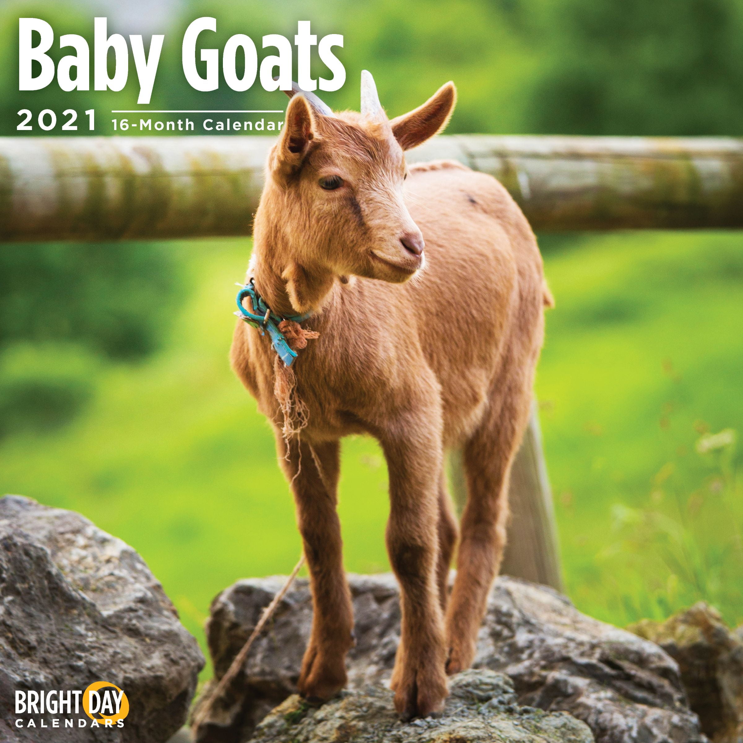 2021 Baby Goats Wall Calendar
