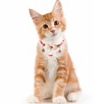 thumbnail image 4 of Collier pour Animaux Réfléchissant Réglable pour Marche Sécurisée Confortable pour Chien et Chat avec Sangle Douce et Durable, 4 of 4