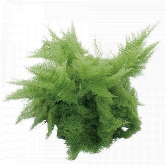 and money tree Money Tree 10