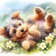 thumbnail image 1 of Pintura de diamante 5D DIY, taladro redondo completo, Kit de Yorkshire Terrier, decoración del hogar, 40x40cm, 1 of 9