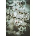 thumbnail image 3 of Mossholder, Tim 13x18 Black Modern Framed Museum Art Print Titled - Almond Blossoms, 3 of 5