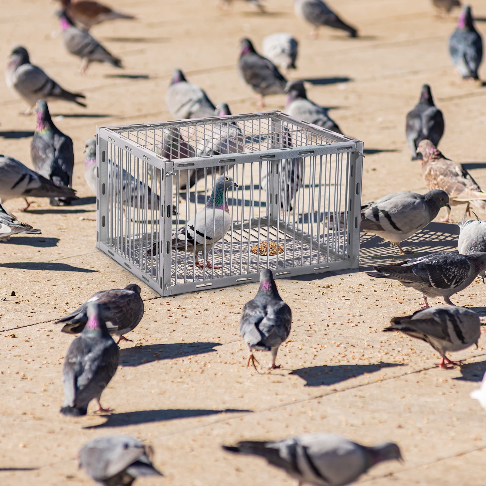 Sorencut Pigeon Trap with Escape-Proof Design, Bird Trap Cage with One-Way Entry Portable Unharmful, Iron with Anti-Rust Paint, Off White
