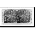 thumbnail image 2 of Historic Framed Print, Coffee pickers at work, Guadeloupe, F.W.I., 17-7/8" x 21-7/8", 2 of 9
