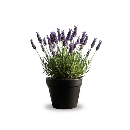 Purple Lavender Live Plant 4 Inches Tall, Perennial Lavender Flower for Garden or Pot