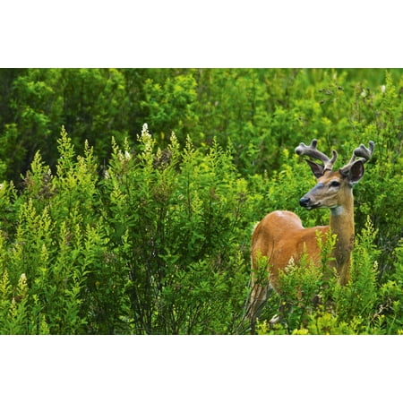 Whitetail Deer In Meadow Killarney Provincial Park Ontario Canvas Art - Mike Grandmaison  Design Pics (18 x