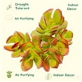 thumbnail image 3 of Live Jade Plant Succulent - Fully Rooted in 2" Planter,Healthy& Easy to Care, Air Purifying Live Plant,Houseplant Gift for Home, Office, Garden, 3 of 5