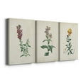 thumbnail image 3 of Traditional Botanical I Premium Gallery Wrapped Canvas - Ready to Hang - 8 x 12 Each, 3 of 10