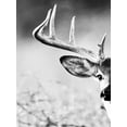 thumbnail image 2 of Delimont, Danita 19x24 White Modern Wood Framed Museum Art Print Titled - White Tailed Antlers, 2 of 4