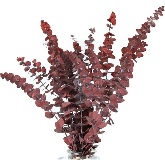 Dried Eucalyptus Bundle Fresh Eucalyptus Branches -Happon 20 Pcs 17 in Natural Preserved Eucalyptus Stems,Dried Eucalyptus Stemsfor Home Decor Flower Arrangement Wedding Party - Red