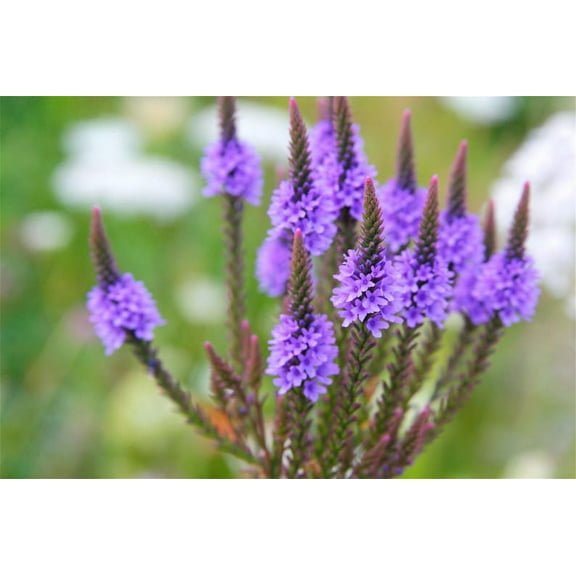 Blue Vervain Verbena hastata Meadow Wildflowers Premium Seeds for Planting