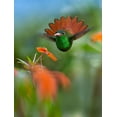 thumbnail image 2 of Fitzharris, Tim 25x32 White Modern Wood Framed Museum Art Print Titled - Rufous Tailed Hummingbird, 2 of 4
