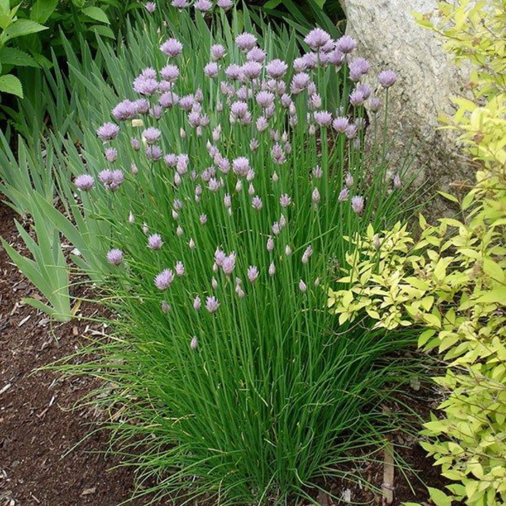 20 Mature Live Chive Plants, Live Garlic Chives Indoor Outdoor Landscape, 3-5'' Tall