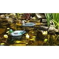 thumbnail image 6 of Pond H2o Floating Duck Family Pack, Includes Male & Female Mallards and 3 Ducklings, 6 of 9