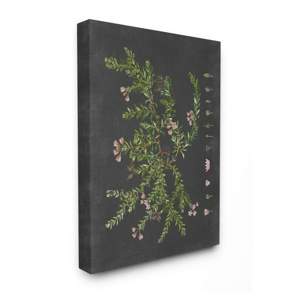 Stupell Industries Botanical Drawing Flower Pink On Black Design Canvas Wall Art by Lettered and Lined