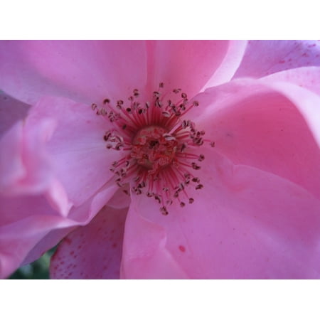 Delicate Blooms - LAMINATED POSTER Rose Centre Soft Flower Delicate Bloom Pink Poster Print 11 x 17