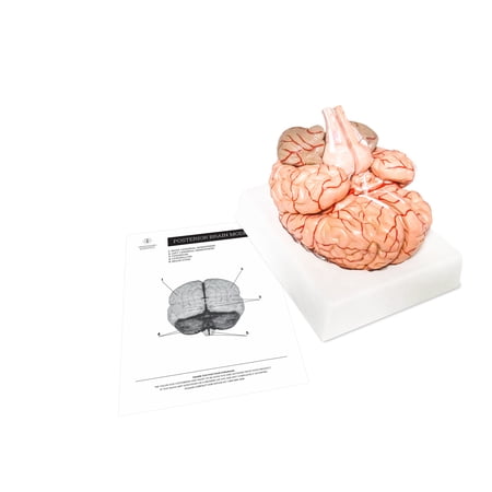 3D Anatomy Brain Model for Teaching by Trademark Scientific