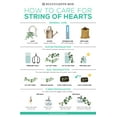 thumbnail image 4 of 6-inch String Of Hearts, Ceropegia Woodii, Succulent Gift Ideas, 4 of 4