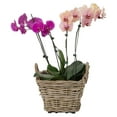 thumbnail image 2 of Rectangular Rattan Planter Basket 25 Gallon Capacity Plastic Pot Liner with Drain Holes Included No Saucer Indoor and Outdoor Use Gray-Brown, 2 of 8
