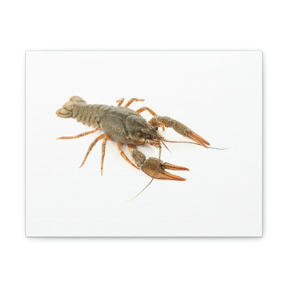 Cray Fish Hunting Cray Fish on Hunt Print Animal Wall Art Wildlife Canvas Prints Wall Art Ready to Hang Unframed