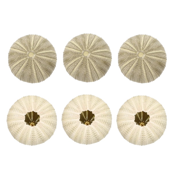 6 macetas de aire con forma de erizo de mar para decoración de mesa, manualidades y bricolaje.