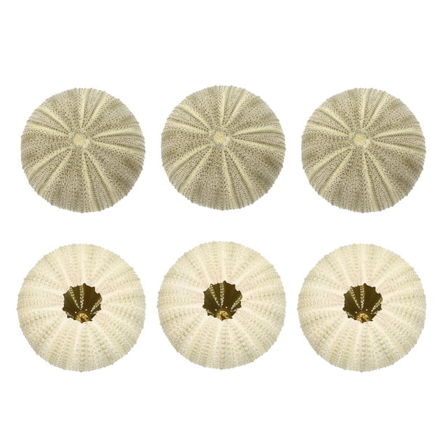 6 macetas de aire con forma de erizo de mar para decoración de mesa, manualidades y bricolaje.