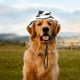 thumbnail image 4 of unbranded Sombrero Decorativo Para Mascotas Fácil De Usar Con Ajustable Para Protección, 4 of 8