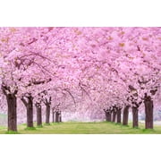 CZ Grain 12 Sakura Tree Plant Seeds, Cold Stratified Pink Flowering Tree