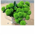 thumbnail image 4 of Margarita Crisantemo Flor Natural Crisantemo Boton Verde Ramo de 5 tallos 70cm de alto, 4 of 4