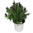 thumbnail image 3 of Fragrant Butterfly Spanish Lavender - Potted - Unusual - 6" Pot, 3 of 4