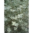 thumbnail image 3 of Ligustrum Sinense Variegated  3 Extra Large 3 Gallon Plants  Ligustrum sinense 'Variegata'  Stunning Foliage for Landscaping  Decorative Outdoor Shrub  Enhance Your Garden Aesthetics, 3 of 7